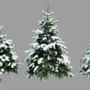 sapin