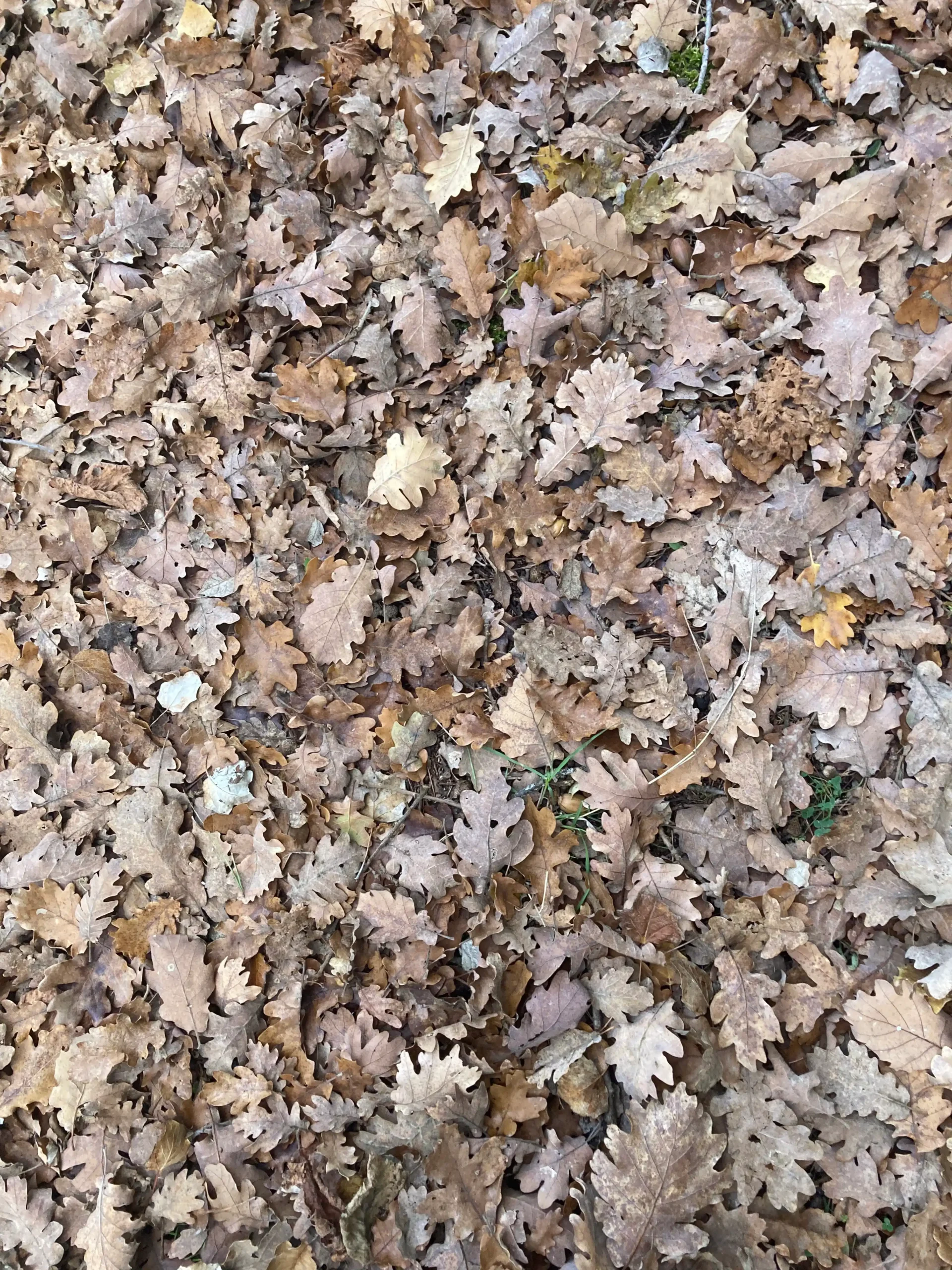 feuilles automne